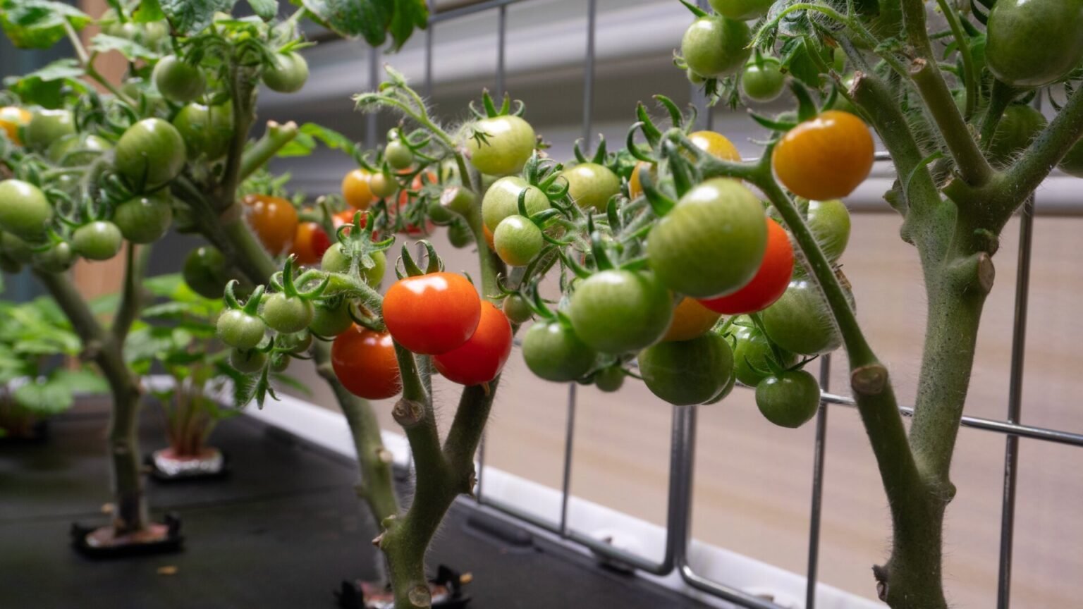 Larry Ellison's $500 Million Vertical Farming Startup Is Struggling to Grow